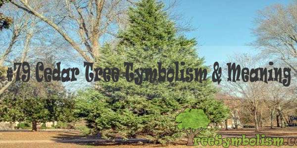#79 Cedar Tree Tymbolism & Meaning