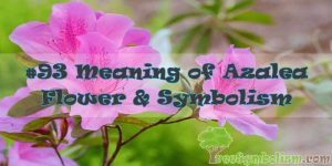 #93 Meaning of Azalea Flower & Symbolism