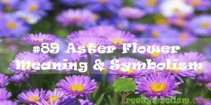 #89 Aster Flower : Meaning & Symbolism