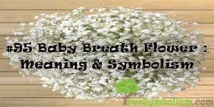 #95 Baby Breath Flower : Meaning & Symbolism