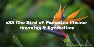 #99 The Bird of Paradise Flower - Meaning & Symbolism