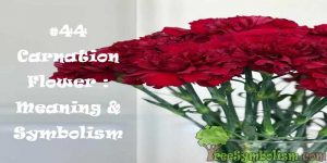 #44 Carnation Flower : Meaning & Symbolism