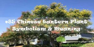 #85 Chinese Lantern Plant - Symbolism & Meaning