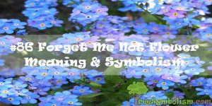 #86 Forget Me Not Flower - Meaning & Symbolism