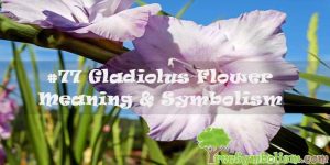 #77 Gladiolus Flower : Meaning & Symbolism