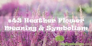 #43 Heather Flower : Meaning & Symbolism