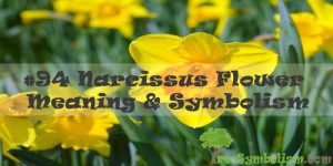 #94 Narcissus Flower : Meaning & Symbolism
