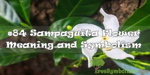 #84 Sampaguita Flower : Meaning & Symbolism