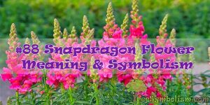#88 Snapdragon Flower : Meaning & Symbolism