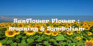 #78 Sunflower Flower : Meaning & Symbolism