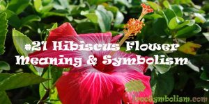 #21 Hibiscus Flower - Meaning & Symbolism