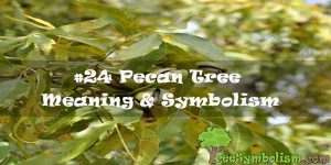 #24 Pecan Tree : Meaning & Symbolism