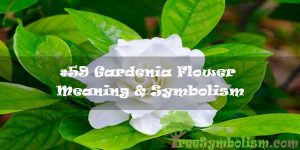 #59 Gardenia Flower : Meaning & Symbolism