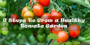 6 Steps To Grow a Healthy Tomato Garden