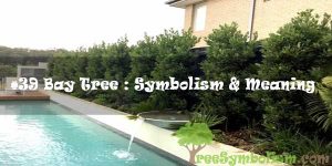#39 Bay Tree : Symbolism & Meaning