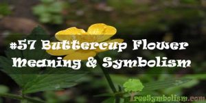 #57 Buttercup Flower : Meaning & Symbolism