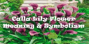 Calla Lily Flower - Meaning & Symbolism