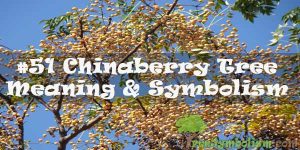 #51 Chinaberry Tree - Meaning & Symbolism