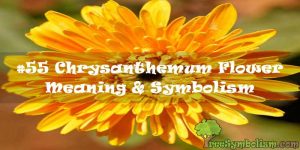 #55 Chrysanthemum Flower - Meaning & Symbolism