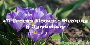 #11 Crocus Flower : Meaning & Symbolism