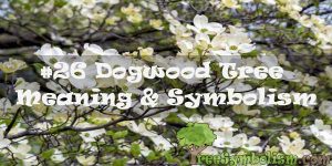 #26 Dogwood Tree - Meaning & Symbolism