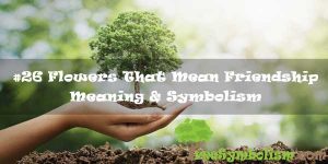 #26 Flowers That Mean Friendship - Meaning & Symbolism