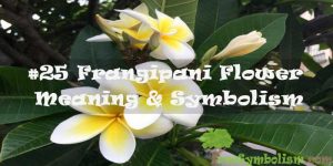 #25 Frangipani Flower - Meaning & Symbolism