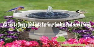 #13 How to Clean a Bird Bath for Your Gardens Feathered Friends