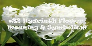#22 Hyacinth Flower : Meaning & Symbolism