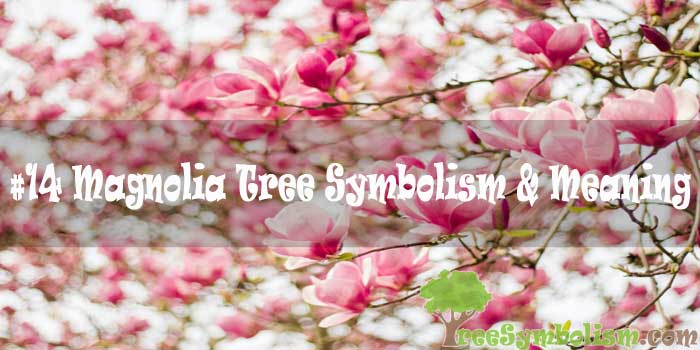 #14 Magnolia Tree Symbolism & Meaning
