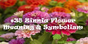 #38 Zinnia Flower - Meaning & Symbolism