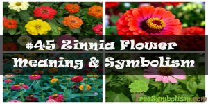 #45 Zinnia Flower - Meaning & Symbolism