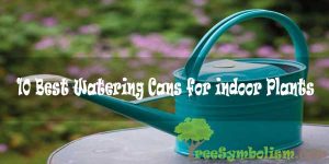 10 Best Watering Cans for indoor Plants to Buy Reviews