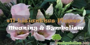 #11 Lisianthus Flower : Meaning & Symbolism