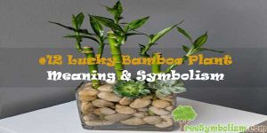 #12 Lucky Bamboo Plant - Meaning & Symbolism