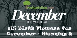#15 Birth Flowers for December - Meaning & Symbolism