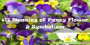 #17 Meaning of Pansy Flower & Symbolism