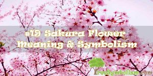 #19 Sakura Flower : Meaning & Symbolism
