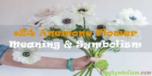#24 Anemone Flower : Meaning & Symbolism