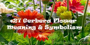 #27 Gerbera Flower : Meaning & Symbolism
