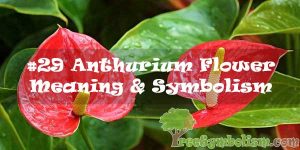 #29 Anthurium Flower : Meaning & Symbolism