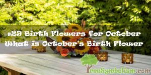 #29 Birth Flowers for October - What is October's Birth Flower