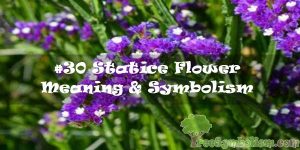 #30 Statice Flower : Meaning & Symbolism