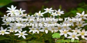 #35 Star of Bethlehem Flower - Meaning & Symbolism
