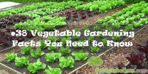#38 Vegetable Gardening Facts You Need to Know