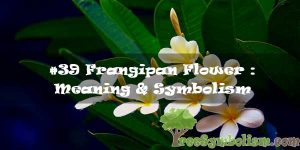 #39 Frangipan Flower : Meaning & Symbolism