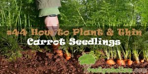 #44 How to Plant & Thin Carrot Seedlings