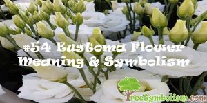 #54 Eustoma Flower : Meaning & Symbolism