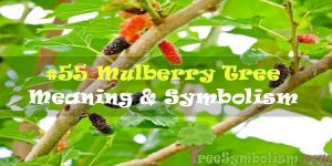 #55 Mulberry Tree : Meaning & Symbolism