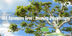 #56 Sycamore Tree : Meaning & Symbolism